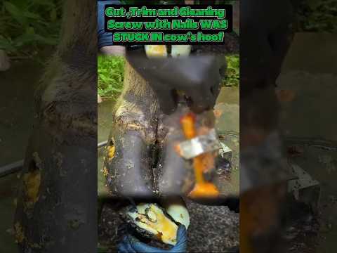 Helping cleaning cow HOOF #hoofcare #satisfying #hoofgp