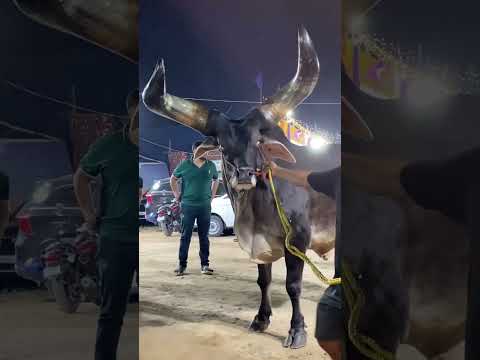 INDIA MOST BIGGEST HORN KANKAREJ OF PATHAN CATTLE FARM#shorts#kankarej#youtubeshorts#viral#trending