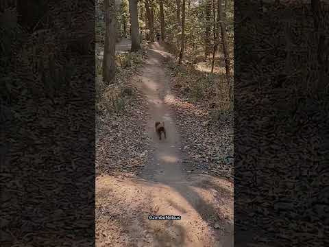 funny Dog compilation pt47 #amazingpets #dog #funnypuppy #funnydog #funny #adorabledog #funnypet