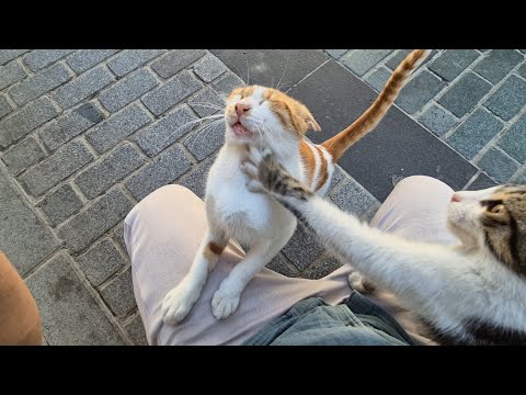 The kittens want to climb on my lap, so they Fight.