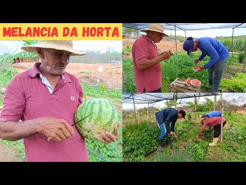 Experimentando Melancia 🍉 da Horta Vejam Só que Fartura +Plantando Cebolinha no Canteiro +Limpeza