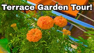 Terrace Garden Tour 🌱 | ताज़ी सब्जियां और पौधों की देखभाल के टिप्स
