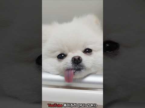 쥬리가 쓰러졌어요.. #강아지 #pomeranian #반려견