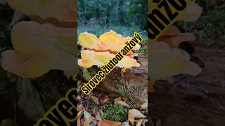 Tahle houba chutná skvěle! #mushroom #houbareni #fungi #sirovec