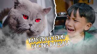 Marvin Kawinin Kucing Ke Bogor