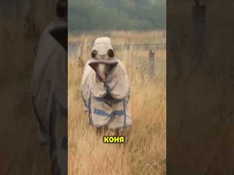 Забавные видео / енот воришка