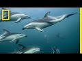 Exploring the World of Dolphins