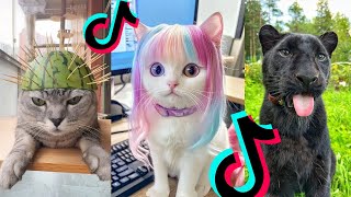 BRUSCHIMICHIS😹💗 1 hora de risa🐈💕! // #bruschimichis #humor
