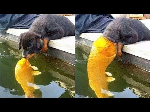 Try Not To Laugh or Grin While Watching Funny Animals Compilation #19