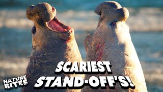 Most Terrifying Territorial Attacks! | Nature Bites