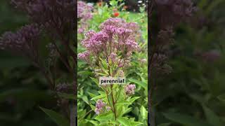 Eupatorium makes a great cut flower and is beautiful for pollinators in the garden. #flowergrowth