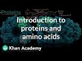 Understanding Proteins