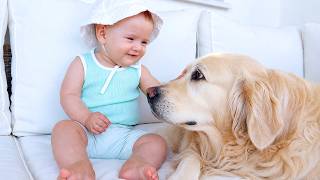 Golden Retriever Shows Baby Pure Love