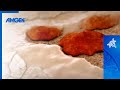 Bone Cells and Their Functions