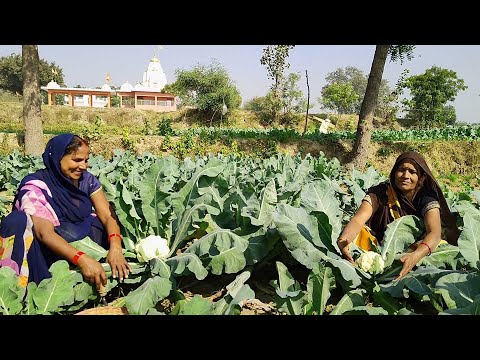 आलू गोभी हरी मटर की मसालेदार सब्जी इस तरीके से बनायेगे तो इसका स्वाद भूल नहीं पाएंगे ||Gobhi ki sabj