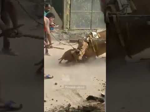 pitbull ataca cavalo de grande porte #shortes