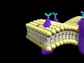 Exploring the Structure and Function of Cell Membranes