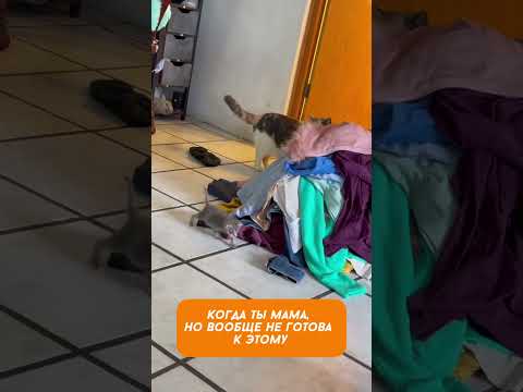 Мама-кошка на минималках: котята выживают как могут!