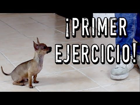El PRIMER ENTRENAMIENTO de un perro CACHORRO - MartGon