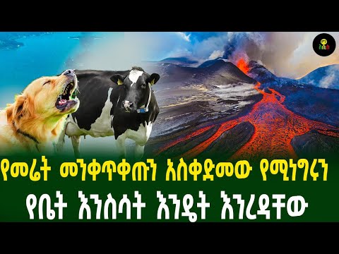 የመሬት መንቀጥቀጡን አስቀድመው የሚነግሩን የቤት እንስሳት እንዴት እንረዳቸው