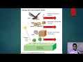 Trophic Levels and Energy Transfer