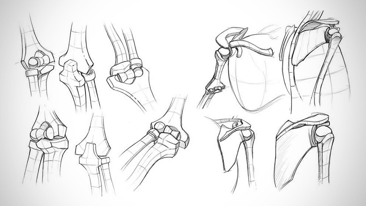 Anatomy Critiques - Types of Joints - Proko