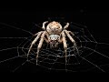 Spider Behavior and Characteristics