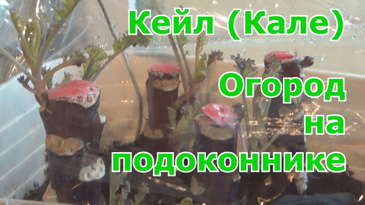 Выгонка зелени Кейл из кочерыжек
