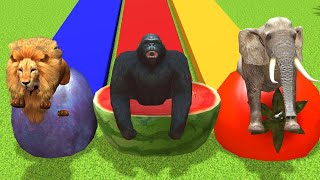 5 Giant Duck Cartoon, Cow, Mammoth, Elephant, Lion, Paint Wild Animals Crossing Fountain Animation