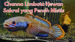 Ikan Channa Limbata Hewan Sakral yang Penuh Mistis