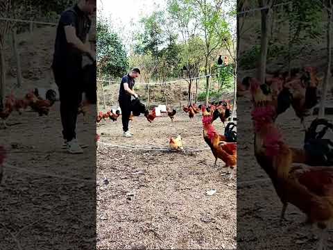 #Rural free range chickens#Ecological free range