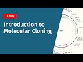 Molecular Biology Tools and Techniques