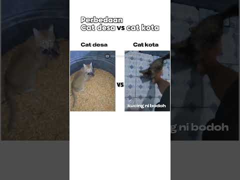 Perbedaan Kucing Desa vs Kucing Kota  ketika menangkap Tikus🐀 #meme #shorts