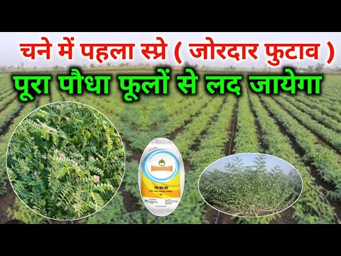 चने में पहला स्प्रे कब करें / Chane me pahla spray kab karen / चने में फुटाव कैसे बढ़ाएं