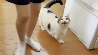 「自分だけ食って」と思う猫と「オヤツくれ」が伝わらんと思う猫