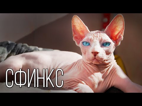 Сфинкс: Инопланетная кошка | Интересные факты про сфинкса