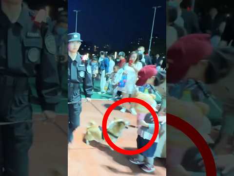 Anjing Polisi ini Mendapat Teguran Resmi dari Pihak Kepolisian🐕‍🦺 (@Fuzaixundaoyuan)