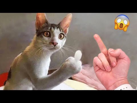 Funniest Videos 2023 😂 Best Cats and Dogs Videos 😹🐶 Part 04