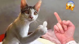 Funniest Videos 2023 😂 Best Cats and Dogs Videos 😹🐶 Part 04