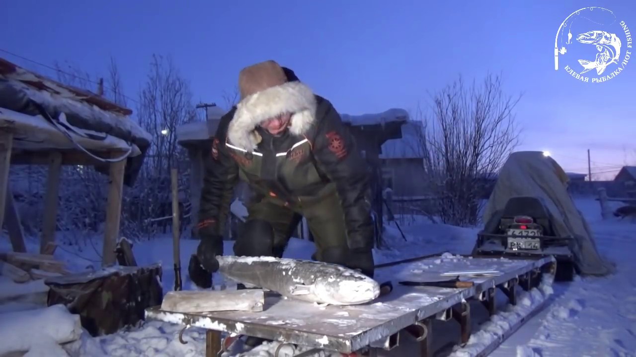 Зимний способ чистки налима