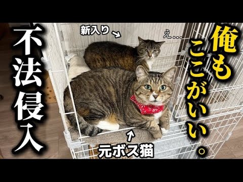 【絶不調】中々心を開かない新入りと新入りに興味なしの肝が座りすぎた元ボス猫