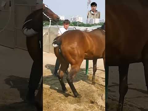 #horse #animals #equestrian #pony #horseriding #vlog #memes #comedy #for