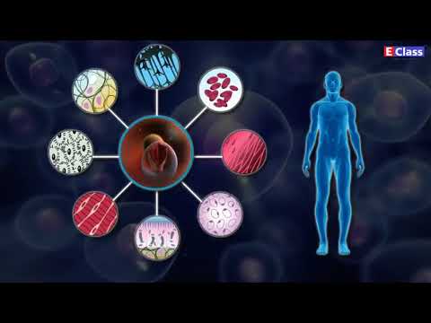 Std 10, Science 2, Ch 8, Topic 3 - मूल कोशिका, Hindi Medium, Maharashtra Board