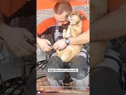 Dogs hate cutting their nails #funny #youtube #funnypet #dog #dogvideos