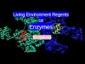 Enzyme Function and Reactions