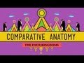 Animal Anatomy and Tissue Functions