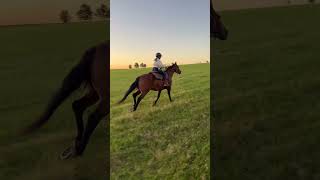 #horse