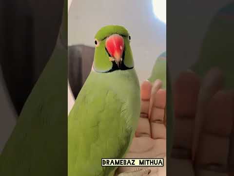 Mammi ek glass pani dedo 😂#viralvideo #comedyvideos #parrot #trendingshorts