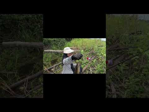 umpan baru aja jatuh langsung di gass #fishing #mancingceria #amazingfishing
