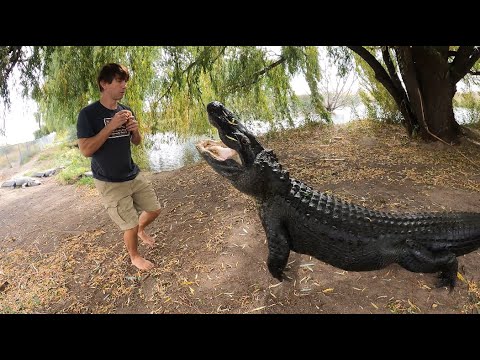 Gators Galore in Colorado Feeding Frenzy!